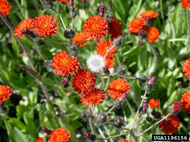 Hieracium aurantiacum flower